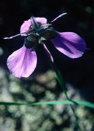 Moraea loubseri