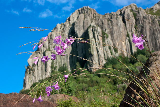 Dierama grandiflorum