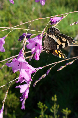 Dierama grandiflorum