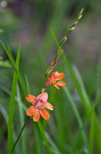 Tritonia laxifolia