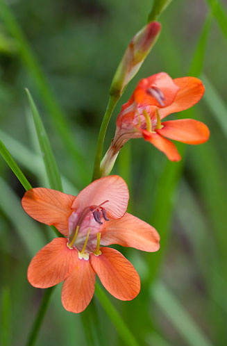 Tritonia laxifolia