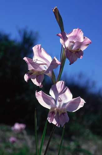Gladiolus carinatus 