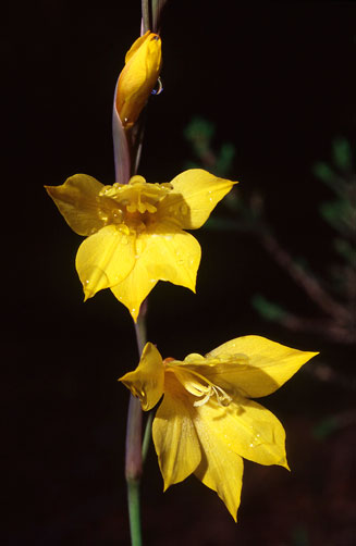 Gladiolus aureus 