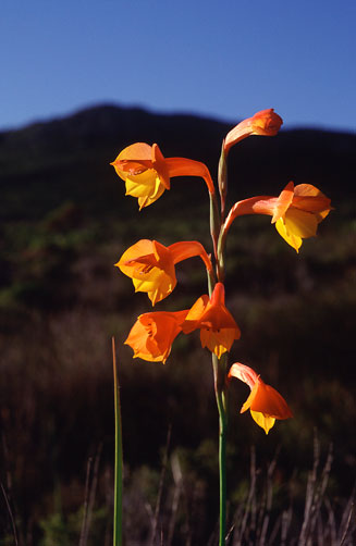 Gladiolus bonaspei 