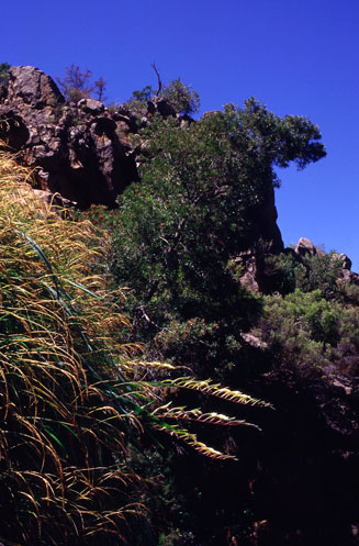 Gladiolus buckerveldii 