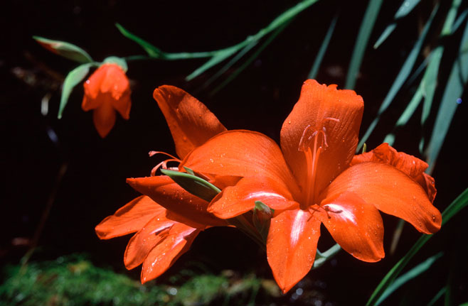 Gladiolus cardinalis