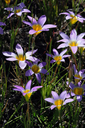 Romulea tabularis 