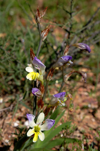 Sparaxis villosa