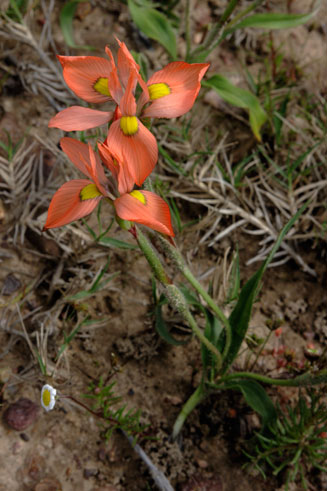 Moraea papilionacea
