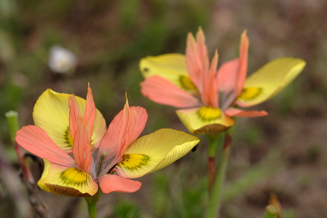 Moraea papilionacea