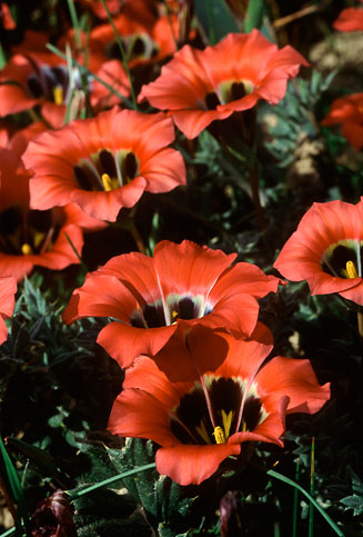 Romulea sabulosa