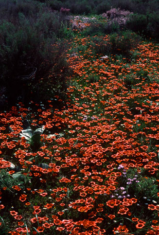 Romulea sabulosa