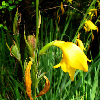 Gladiolus dalenii 