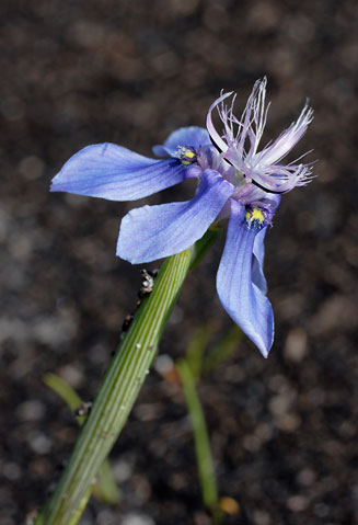 Moraea lugubris