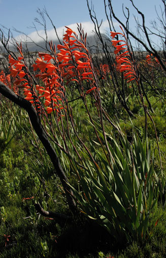 Watsonia zeyheri
