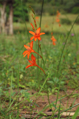 Tritonia moggii