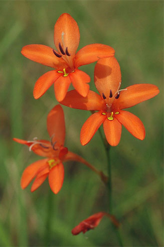 Tritonia moggii