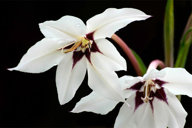 Gladiolus murielae