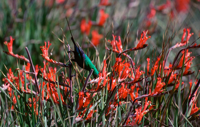 Babiana hirsuta