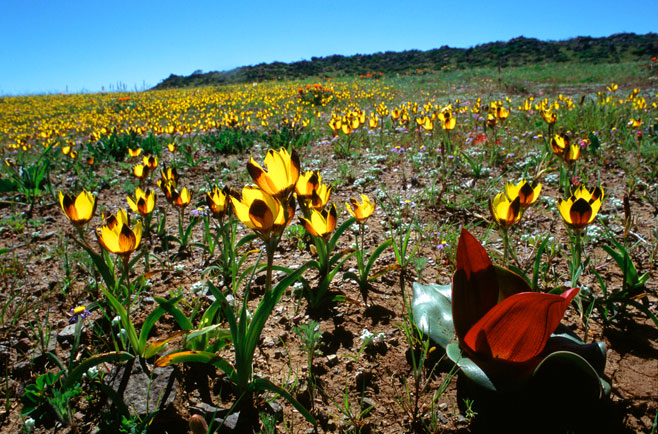 Hesperantha vaginata 