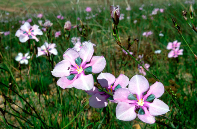 Aristea biflora  