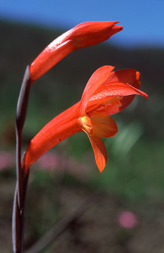Gladiolus overbergensis