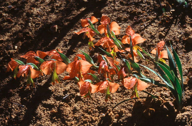Gladiolus pulcherrimus