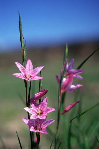 Gladiolus pulcherrimus
