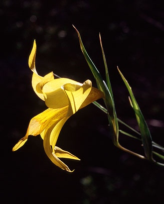 Gladiolus comptonii