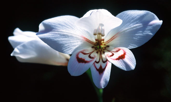Gladiolus debilis