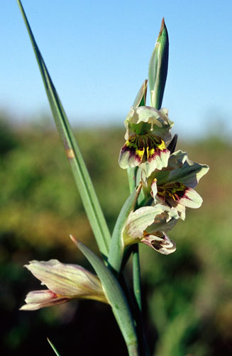 Gladiolus griseus