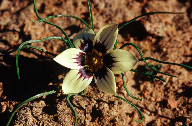 Romulea tortuosa