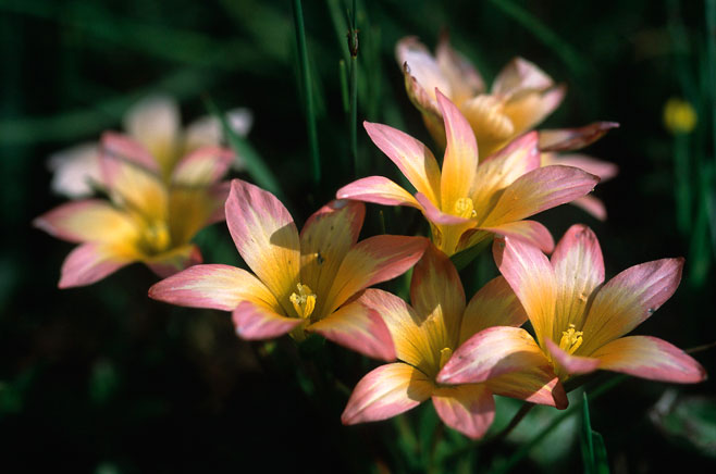 Romulea triflora 