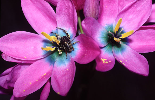 Ixia polystachya