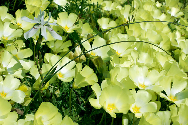 Moraea fugax
