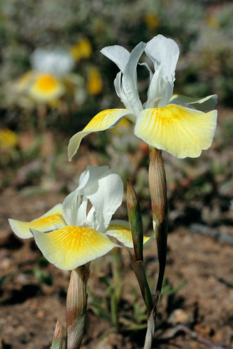 Moraea serpentina