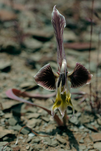 Gladiolus uysiae