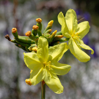 Bobartia indica