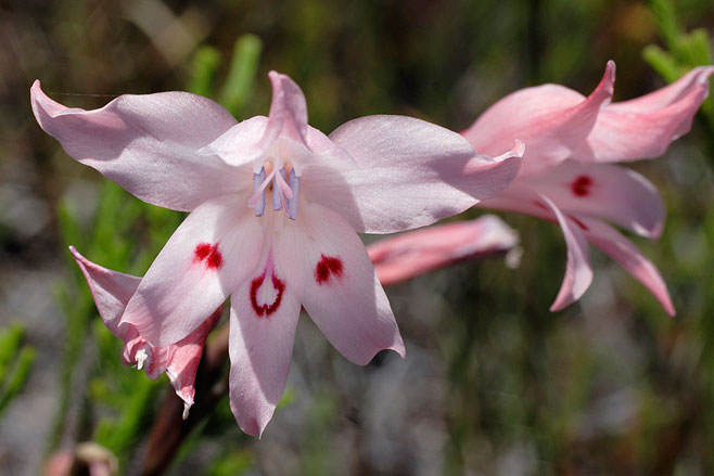 Gladiolus carneus 