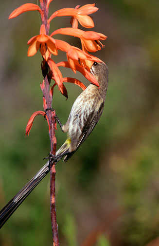 Watsonia tabularis