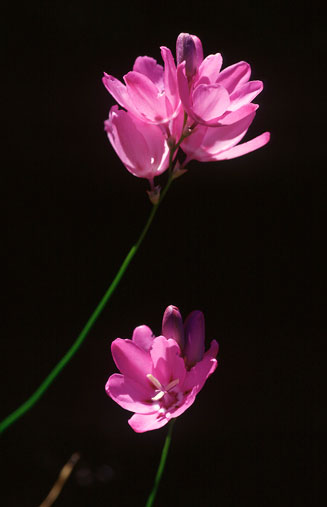 Ixia metelerkampiae