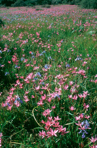 Hesperantha pauciflora
