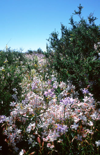 Hesperantha cucullata
