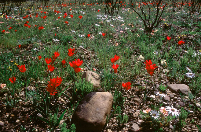 Geissorhiza inflexa