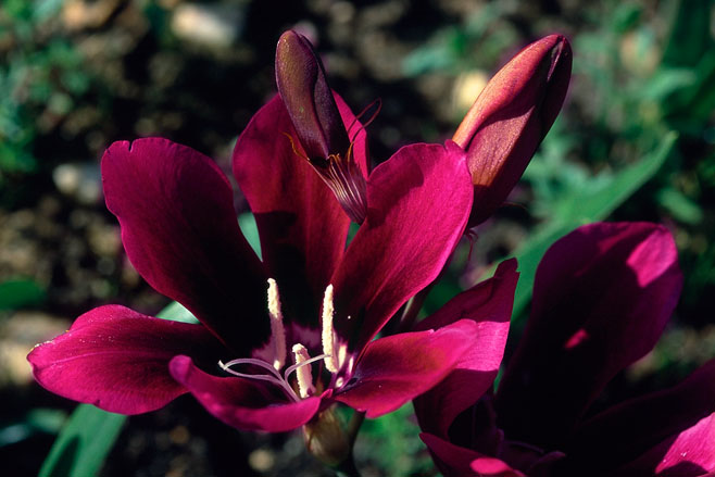 Sparaxis grandiflora