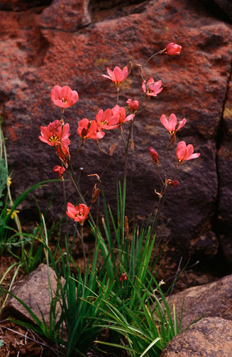 Sparaxis pillansii