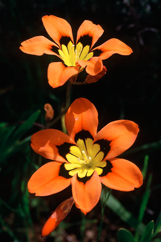 Sparaxis tricolor 