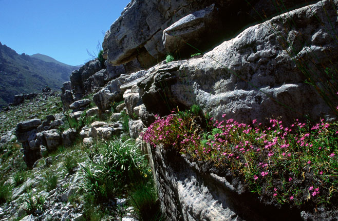 Thereianthus minutus 