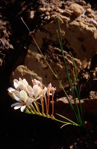 Tritonia cooperi