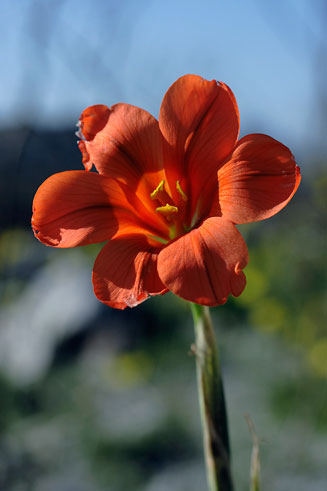 Moraea ochroleuca